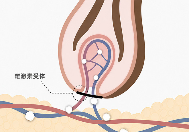 DHT 的机制 — 与雄激素受体的结合